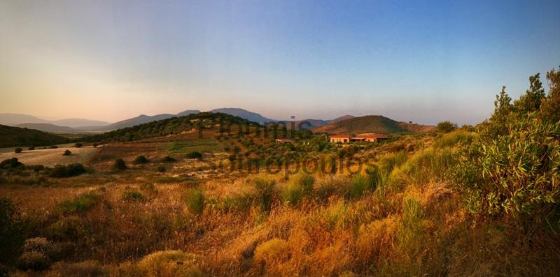 Traditional Olive Grove in Evia Greece for Sale